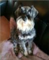 Miniature Schnauzer Sybil