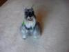 Miniature Schnauzer Treu Kobi