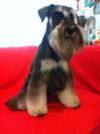 Mini Schnauzer Keewi