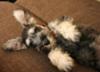 Nora as a puppy
