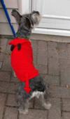 Devil Schnauzer Buddy 