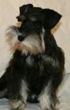 Miniature Schnauzer Andi Kay