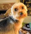 Macee the Yorkie