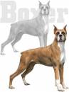 boxer