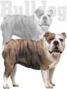 bulldog