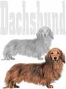 dachshund