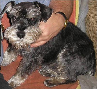 Mini Schnauzer Toto