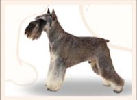 miniature schnauzer breed info