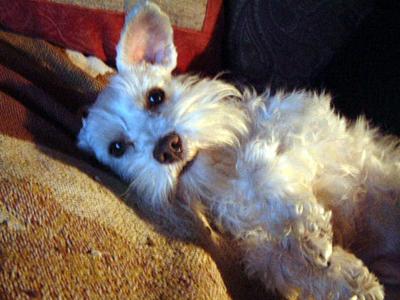 Miniature Schnauzer Tugly