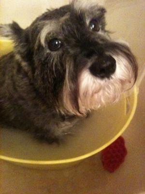 Miniature Schnauzer Voltaj