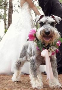 dogs in wedding