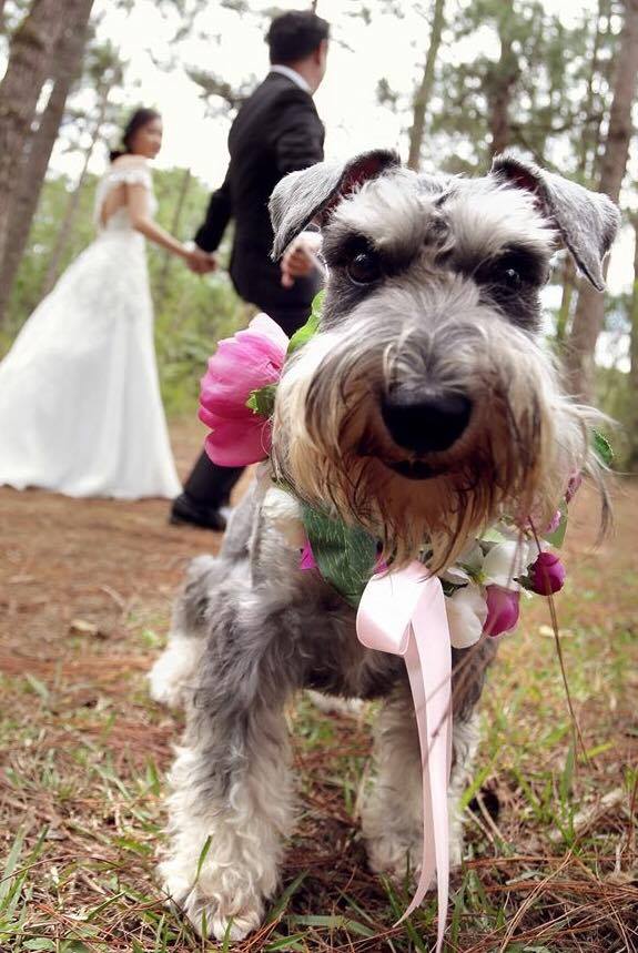 Wedding Dog flower garland