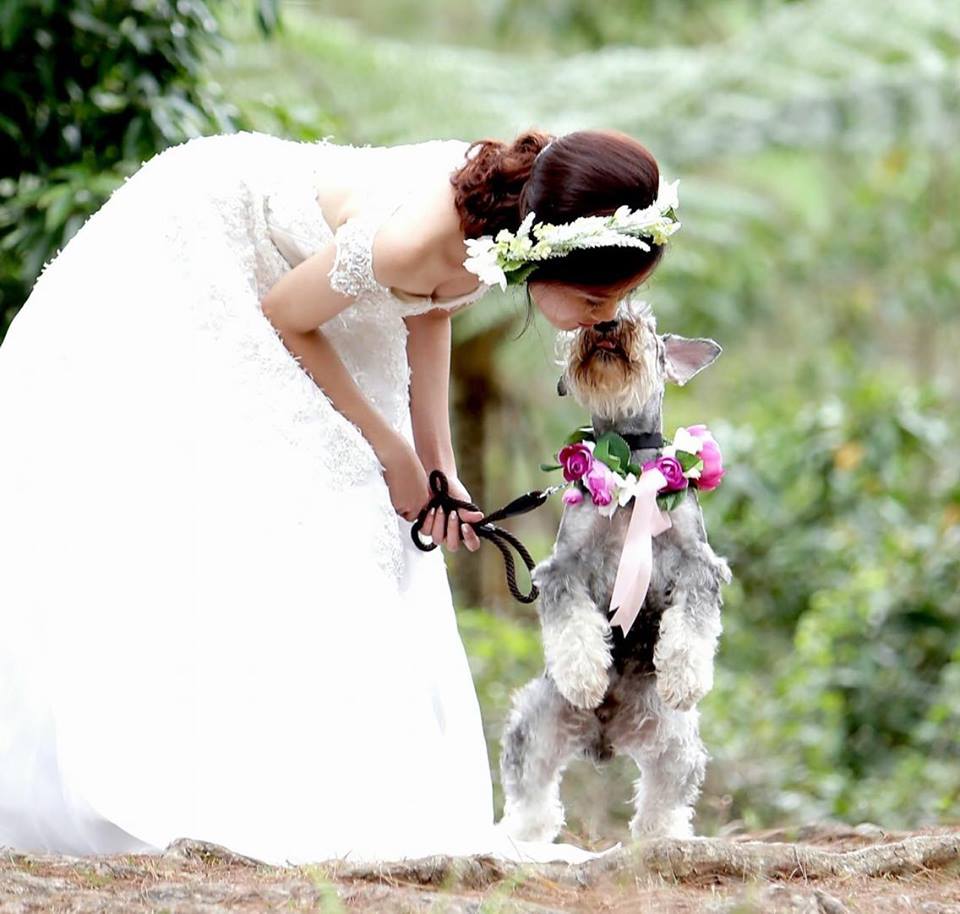 Wedding Schnauzer