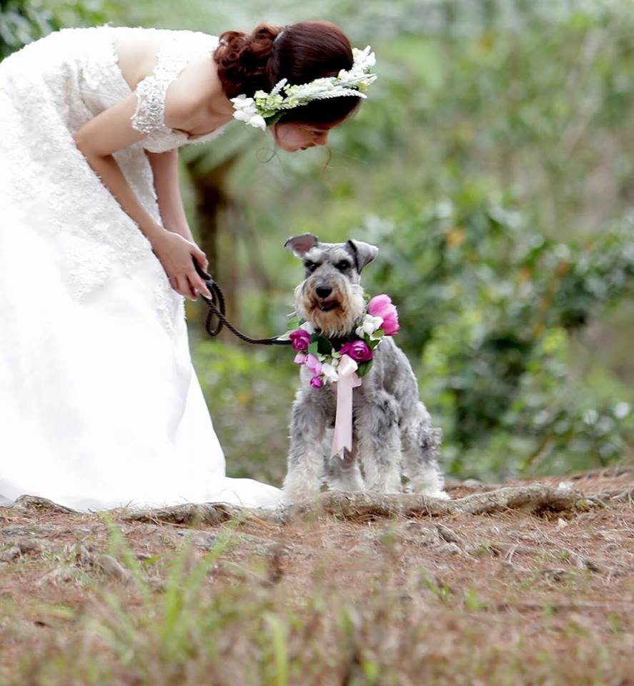 Bride and Schnauzer