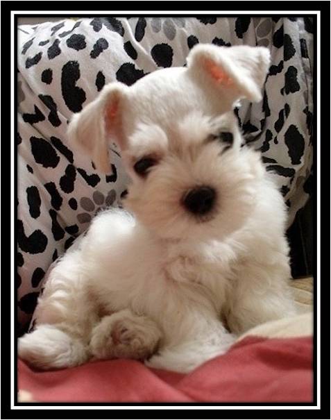 White Mini Schnauzer Puppy