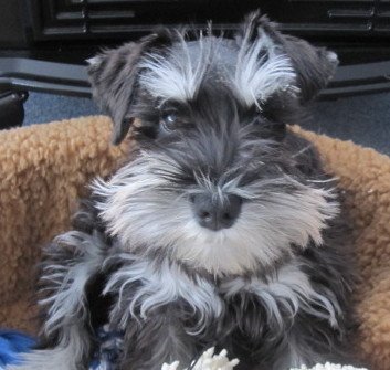 Miniature Schnauzer Willy Jack