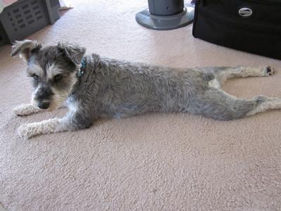 Mini Schnauzer Wilma relaxing 