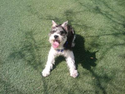 Miniature Schnauzer Winston