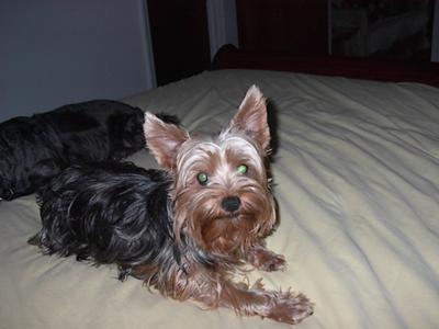 Abigale June with her ears up on the bed