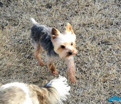 Clyde Yorkie