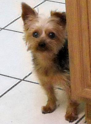 Yorkshire Terrier Sparky