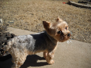 Spud Muffin Yorkie