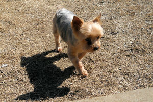 Spud Muffin Yorkie