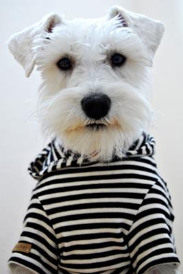 Miniature Schnauzer Yuki
