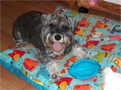 Mini Schnauzer Ziggy