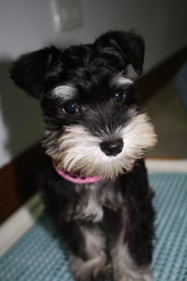  Miniature Schnauzer,  Zoey Mei Li - Schnauzer of the Month February 2010