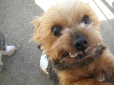 overweight yorkshire terrier