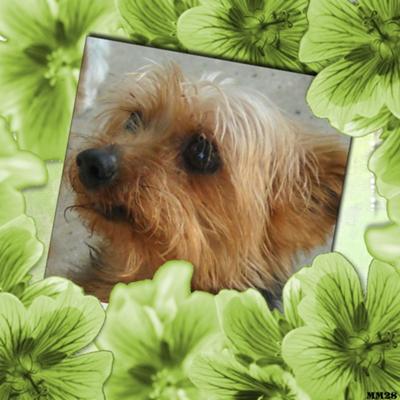  Yorkshire Terrier Sparky